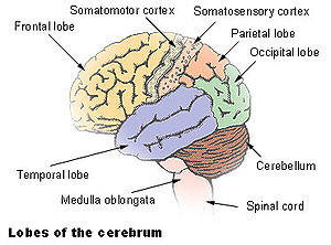 The cerebellum is largely responsible for coor...