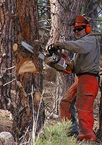 Man using a chainsaw with all recommended safe...